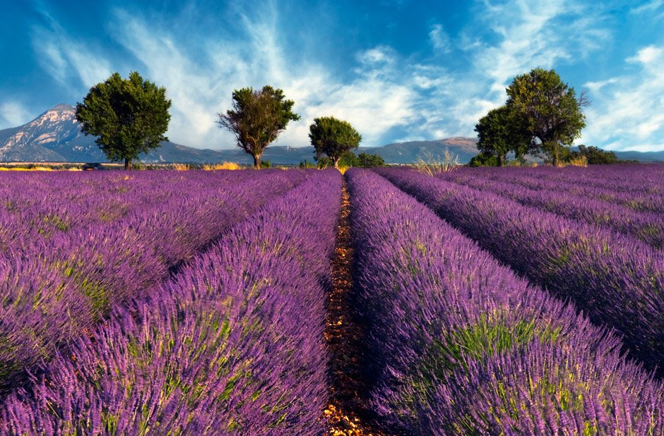 image-9560393-Provence_Lavendelfeld.w640.jpg